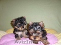 pui yorkshire terrier