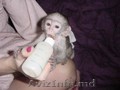 Affectionate maimuță capucină pentru adopție      