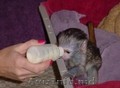 Affectionate maimuță capucină pentru adopție      