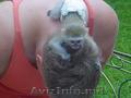 Maimuțe capucine capturate pentru adopție gratuită        