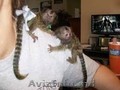 Uimitoare maimuță marmoset pentru Adopție de Crăciun      