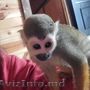 maimuță veveriță pentru adopție liberă