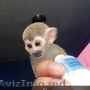 maimuță veveriță pentru adopție liberă