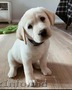 cățeluși frumoși de Labrador pentru adopție
