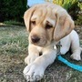 cățeluși frumoși de Labrador pentru adopție